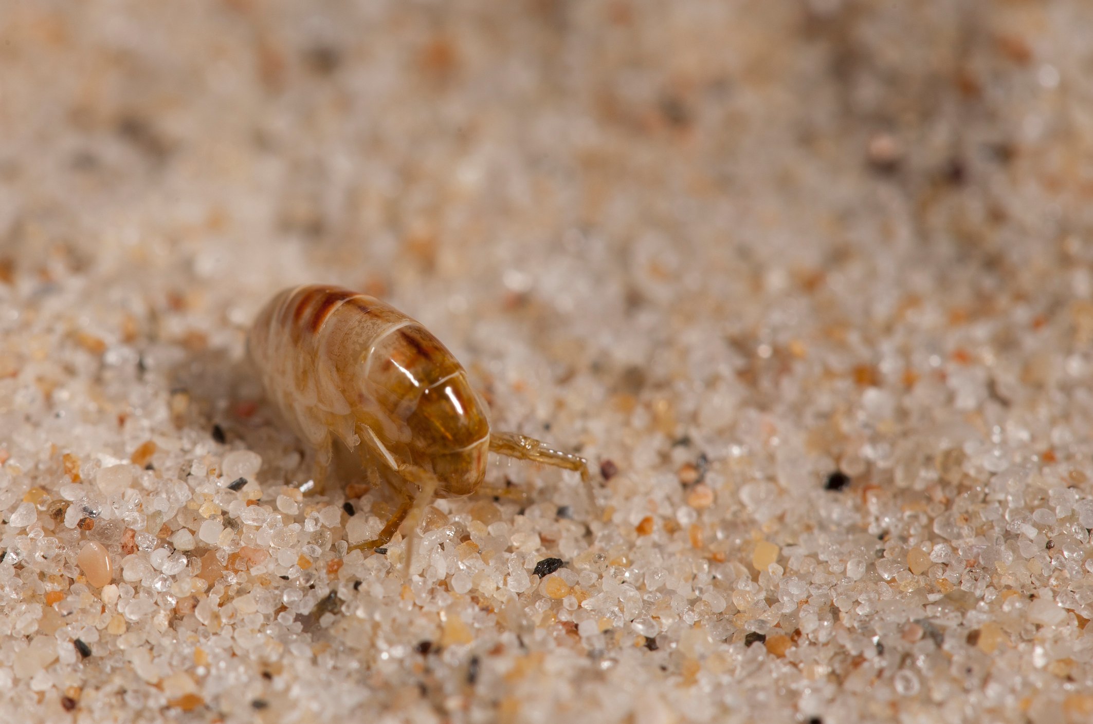 Sand flea deals bites